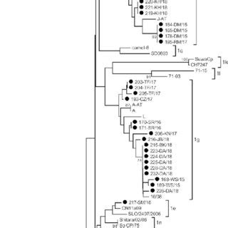 Phylogenetic Tree Based On Utr Fragment Of Field Isolates Of Bvdv