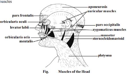 Distribution Of Human Muscles Muscles Of The Human Head Muscles Of