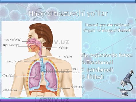 Nafas Olish Sistemasi Nafas Olish Organlari Opka Va Toqimalarda