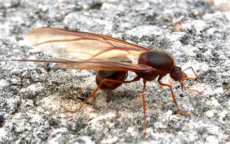 Conoce M S Acerca De Las Hormigas De San Juan O Chicatanas El Sol De