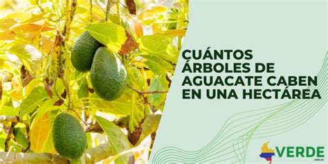 Cu Ntos Rboles De Aguacate Caben En Una Hect Rea Colombia Verde