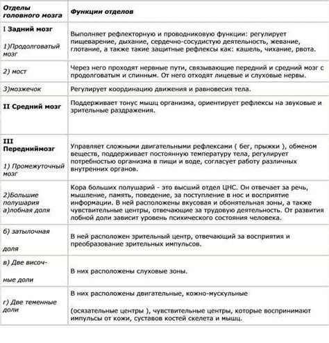 Отделы мозга и их функции: строение, особенности и описание