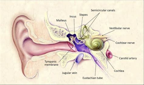 Path Sdl Otosclerosis Test Flashcards Quizlet