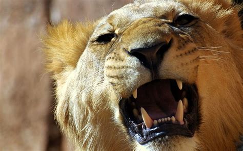 Lion Face Teeth Anger Aggression HD Wallpaper Wallpaperbetter