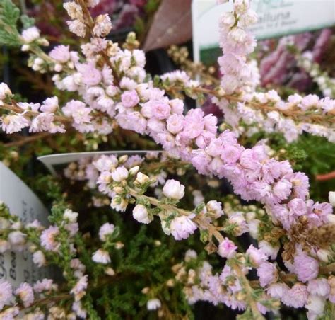 Buy Calluna Vulgaris H E Beale Scots Heather In The Uk