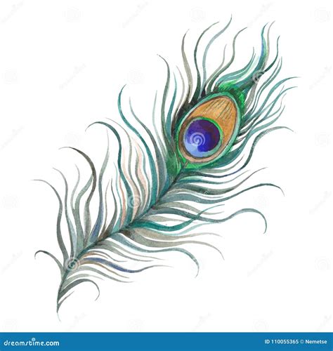 Peacock Feather Watercolor Stock Vector Illustration Of Exotic 110055365