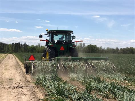 Onions A Sweet Success Story For Ports Georgia Farmers Georgia Ports