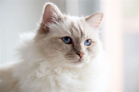 Birman Sacred Cat Of Burma Cat Breed Information Characteristics