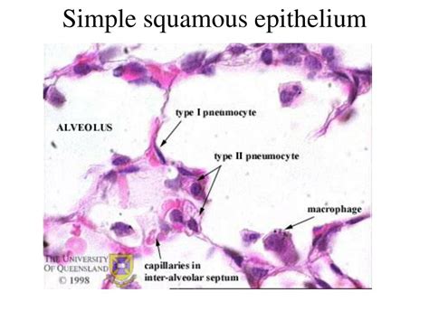 Ppt Simple Squamous Epithelium Powerpoint Presentation Free Download