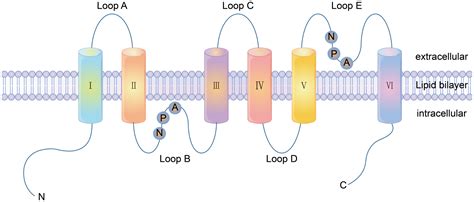 Membranes Free Full Text Specifically Targeted Transport Of Plasma Membrane Transporters