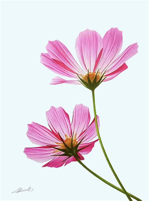 Cosmos Flower Drawing