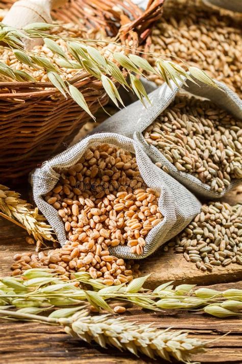 Rye Barley And Wheat Are The Basis For Good Bread Stock Photo Image