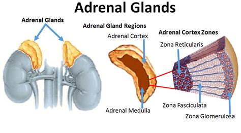 Suprarenal Adrenal Cortex Hormones Structure Function And Location