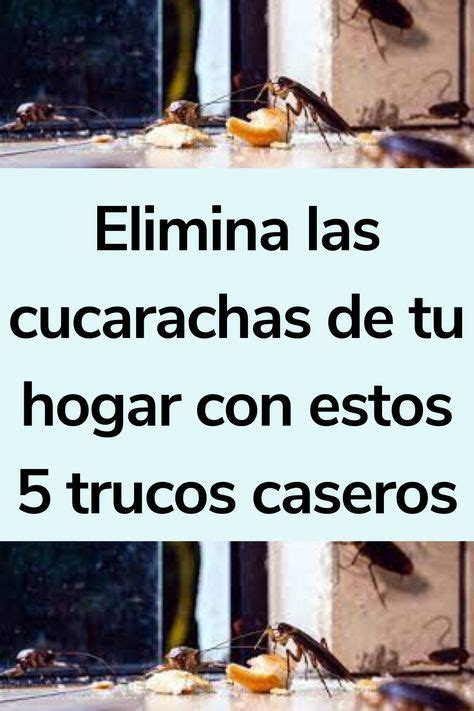 6 Trucos Caseros Para Eliminar Las Cucarachas Del Hogar Artofit