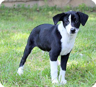 Glastonbury, CT - Boxer/Border Collie Mix. Meet Sable ~ meet me! a ...