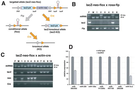 Generation Of Knockout Mice A Breeding Strategy Combination Of Frt