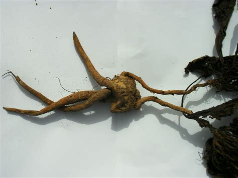 Mandragora (Mandragora autumnalis) - Visione Curativa