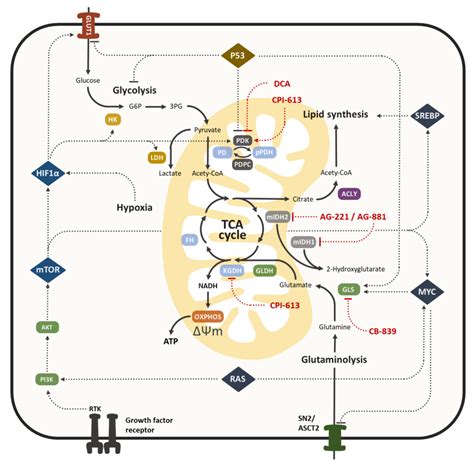 Cancers Free Full Text Targeting Altered Energy Metabolism In