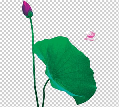 Ícono de Nelumbo nucifera joyería dibujo antigüedad patrón