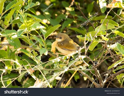 23 Skulk Dinosaur Images, Stock Photos & Vectors | Shutterstock