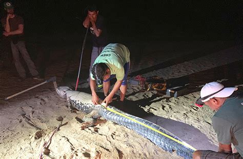 Black Caiman Conservation – Tourism Guyana