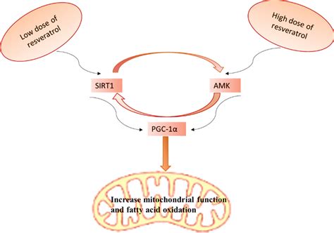 Effects Of Resveratrol On Sirt1 And Ampk Expression Download Scientific Diagram