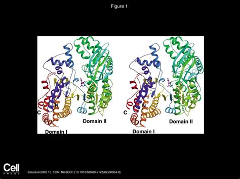 Isocitrate Dehydrogenase Structure