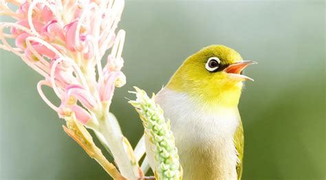 Silvereye - BirdLife Australia