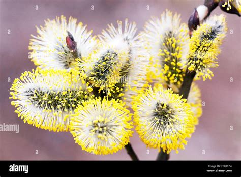 Pussy Willow Close Up Catkins Salix Caprea Pollen Bloom Goat Willow