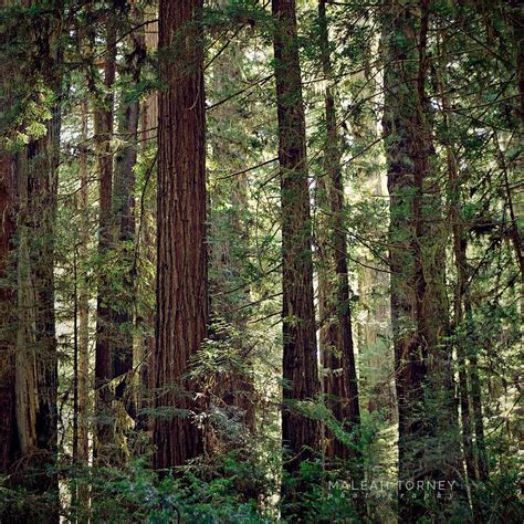 Redwood Trees Forest Landscape Photography Tree Photo - Etsy