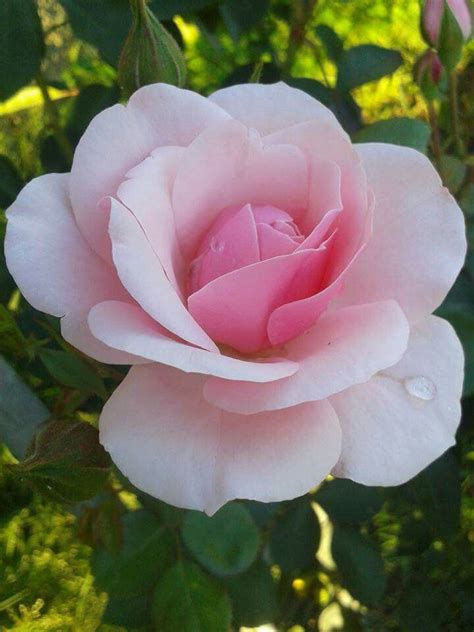 Pin By Tibor Miko On KVETY STROMY RASTLINY A HUBY Beautiful Rose