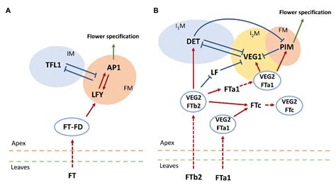 Frontiers Dynamical Modeling Of The Core Gene Network Controlling