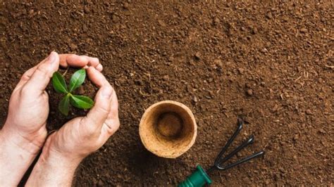 The Perfect Brew: Best Conditions for Growing Coffee | Coffee.guru