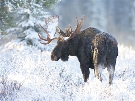 The Symbol Of Canadas Native Wildlife Facts About The Moose