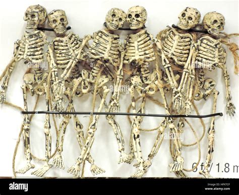 Human Skeleton In Car High Resolution Stock Photography And Images Alamy