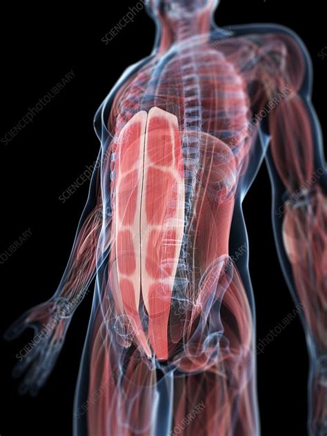 Abdominal Muscles Artwork Stock Image F005 5425 Science Photo