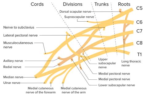 Brachial Plexus Function