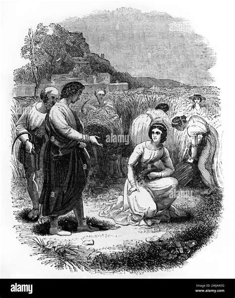 Illustration Of Ruth Meeting Boaz In Corn Field Book Of Ruth Ruth Xi