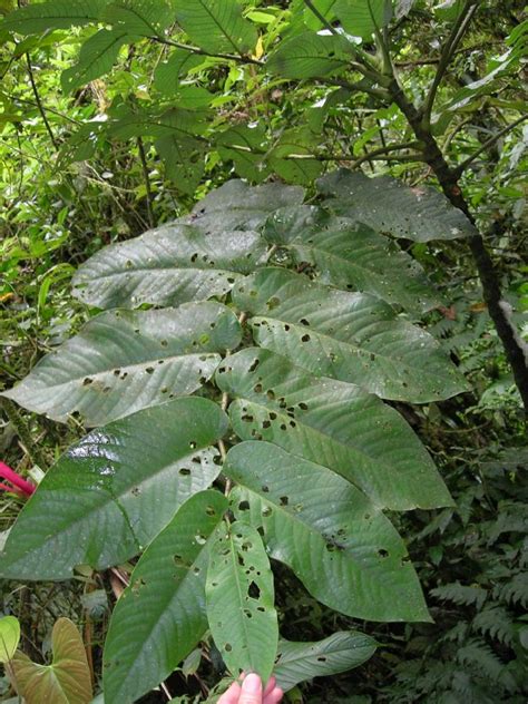 Piper Piperaceae Image At Phytoimages Siu Edu