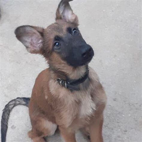 Malinois Mischling Paula Sucht Zuhause Salva Hundehilfe E V