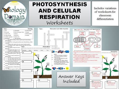 32 Photosynthesis And Cellular Respiration Worksheet Answer Key