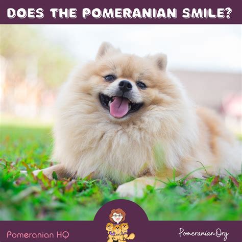 Does the Pomeranian Smile? Learn Why Dogs Smile?