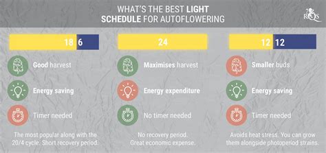 The Perfect Light Schedules For Autoflower Cannabis Rqs Blog