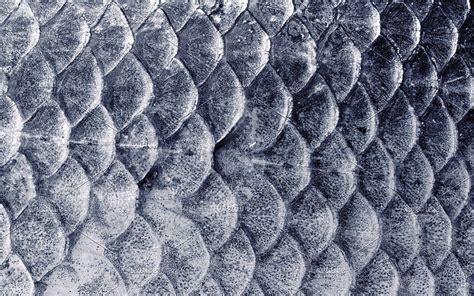 Fish Scales Texture Fish Skin Scales Background Fish Gray Scales