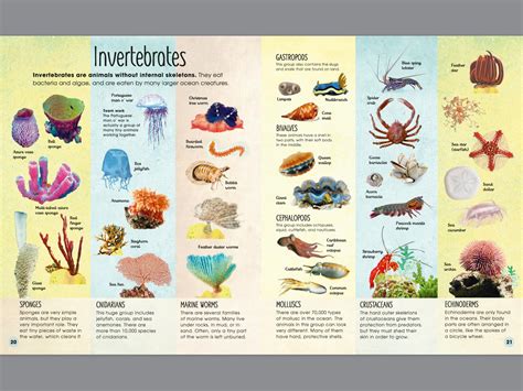 Earths Incredible Oceans By Jess French Penguin Books Australia