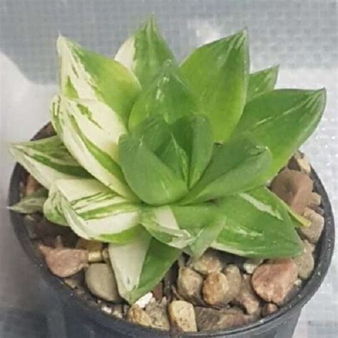 Haworthia Planifolia Variegated Succulent For Sale Colour Plants