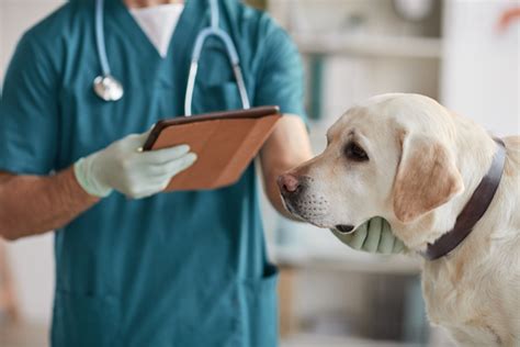 The Facts About Canine Infectious Respiratory Disease Complex Kennel ...