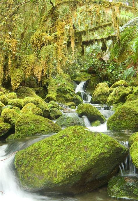 Cold Rainforest In New Zeland Stock Image Image 3257481