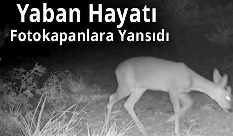 Yaban Hayatı Fotokapanlara Yansıdı Karaman Haber Karaman Son Dakika