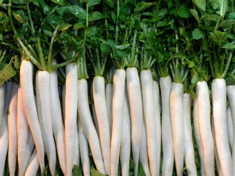 Radish Molli Best Vegetable Stomach Health Benefits How Can I Help You